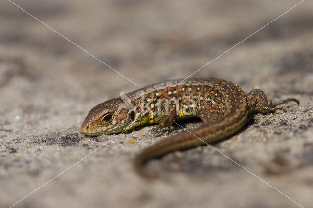 Sand Lizard (Lacerta agilis)