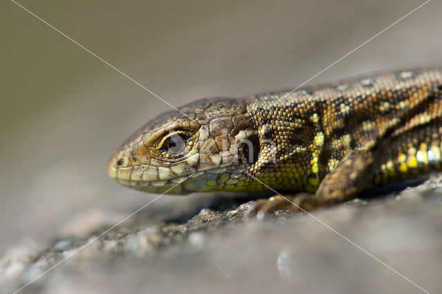 Sand Lizard (Lacerta agilis)