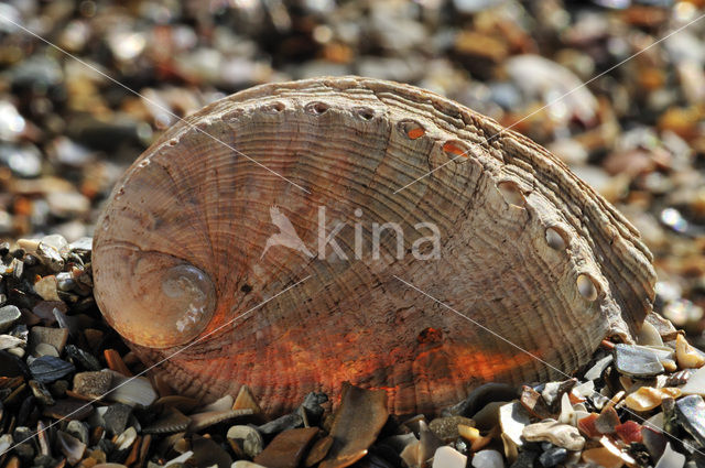 Abalone
