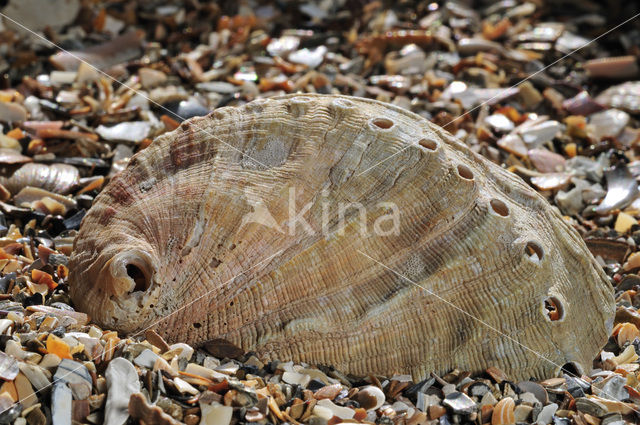 Zeeoor (Haliotis tuberculata lamellosa)