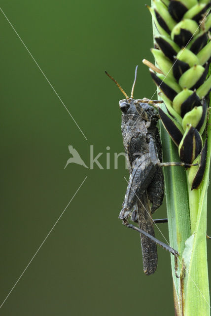 Zeggedoorntje (Tetrix subulata)