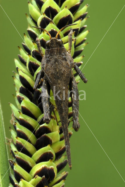 Zeggedoorntje (Tetrix subulata)