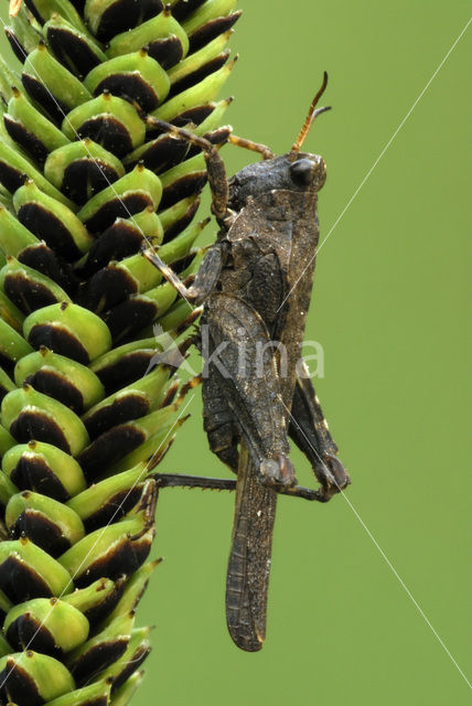 Slender Groundhopper (Tetrix subulata)