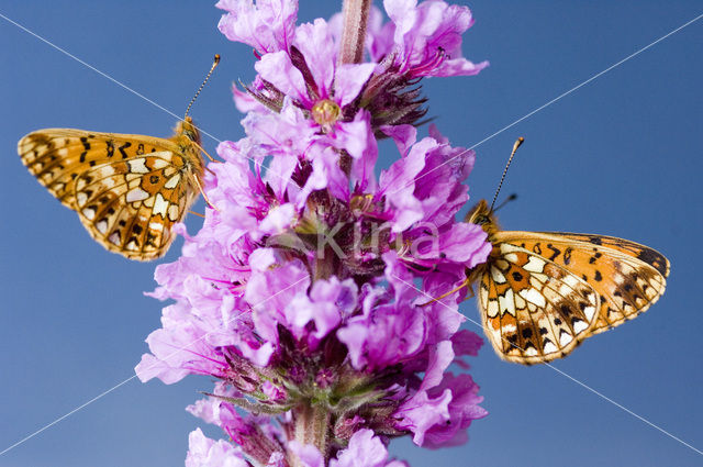 Zilveren maan (Boloria selene)