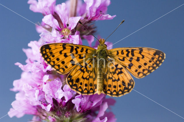 Zilveren maan (Boloria selene)