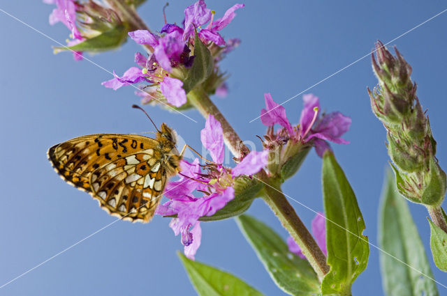 Zilveren maan (Boloria selene)