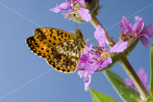 Small Pearl-Bordered Fritillary (Boloria selene)