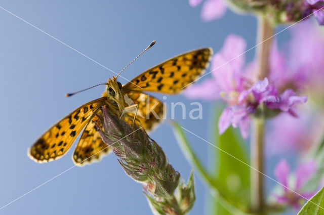 Small Pearl-Bordered Fritillary (Boloria selene)