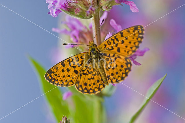 Small Pearl-Bordered Fritillary (Boloria selene)