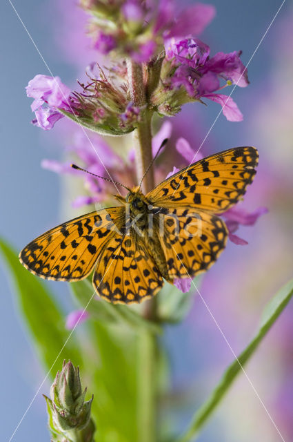 Zilveren maan (Boloria selene)