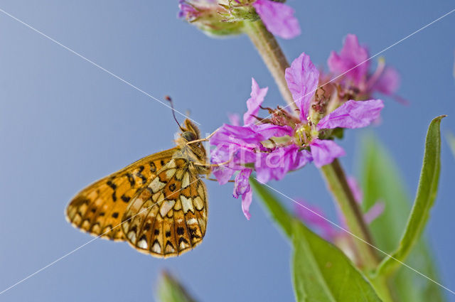 Small Pearl-Bordered Fritillary (Boloria selene)