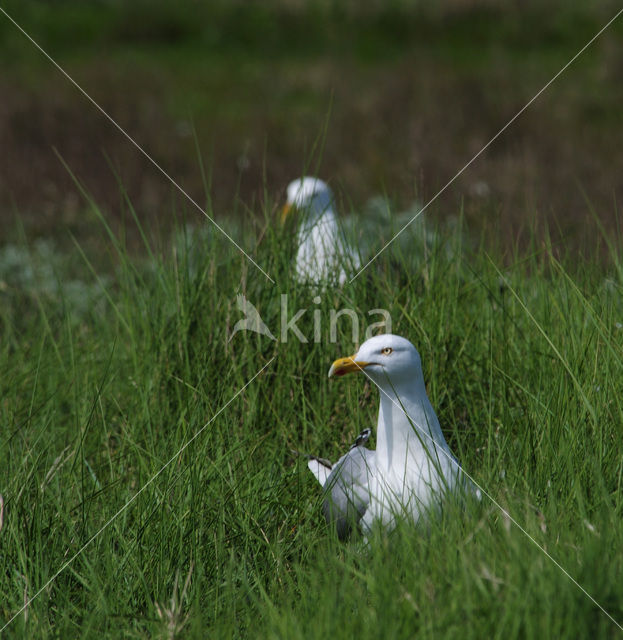 Herring Gull (Larus argentatus)