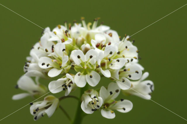 Alpine Pennycress (Thlaspi caerulescens)