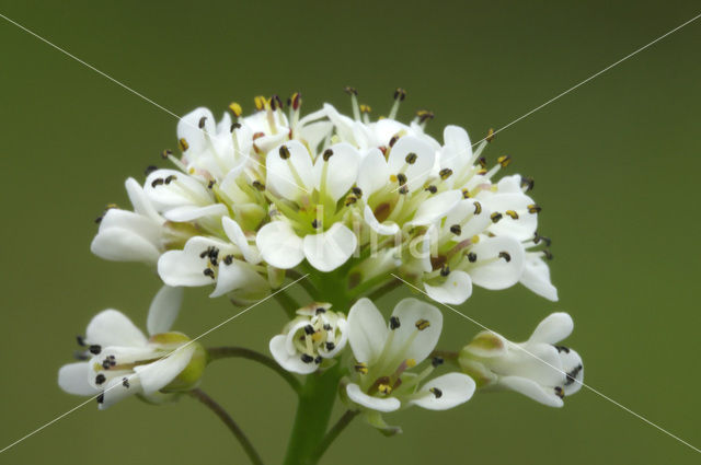 Alpine Pennycress (Thlaspi caerulescens)