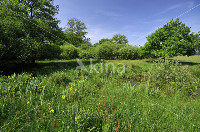 Common Oak