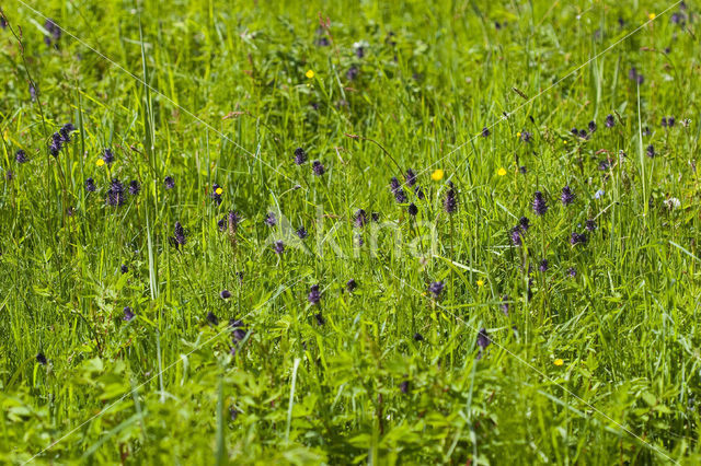 Zwartblauwe rapunzel (Phyteuma spicatum ssp.nigrum)