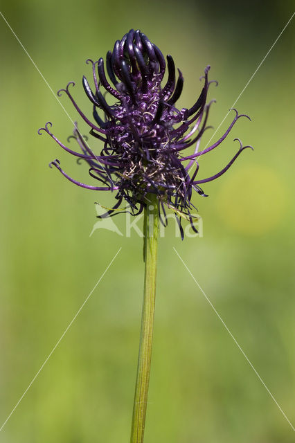 Zwartblauwe rapunzel (Phyteuma spicatum ssp.nigrum)