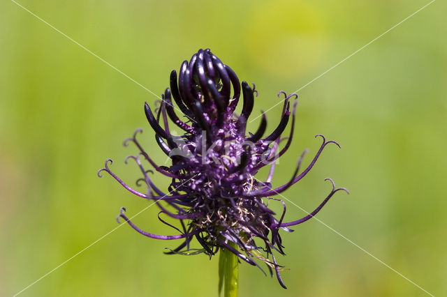 Zwartblauwe rapunzel (Phyteuma spicatum ssp.nigrum)