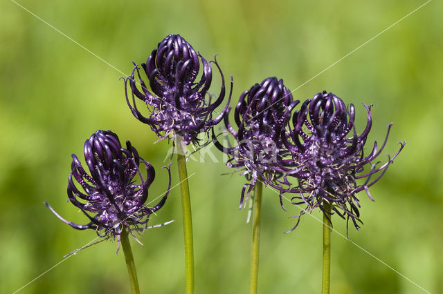 Zwartblauwe rapunzel (Phyteuma spicatum ssp.nigrum)