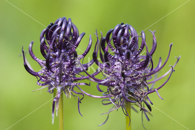 Zwartblauwe rapunzel (Phyteuma spicatum ssp.nigrum)