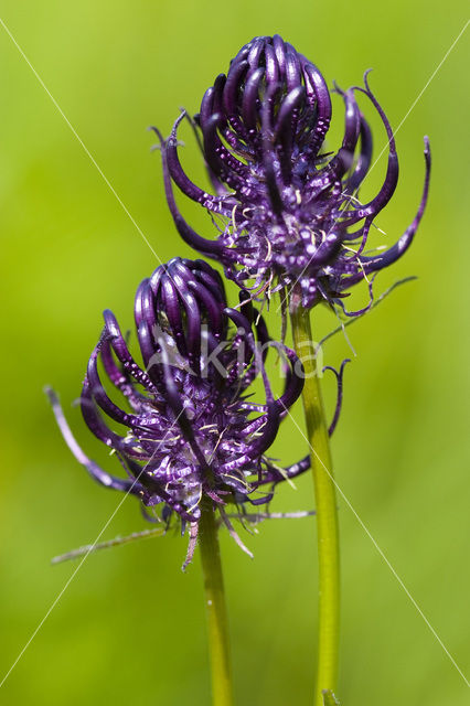 Zwartblauwe rapunzel (Phyteuma spicatum ssp.nigrum)