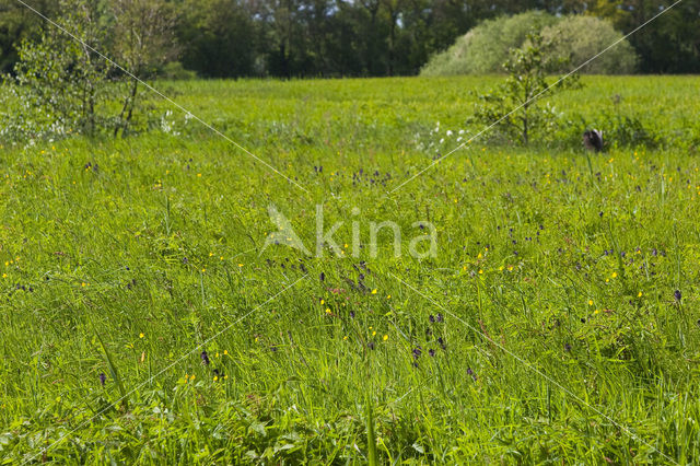 Black-horned Rampion (Phyteuma spicatum ssp.nigrum)