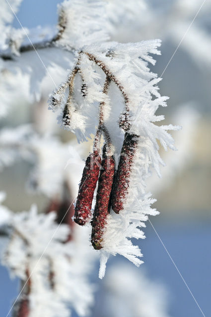 black alder (Alnus glutinosa)