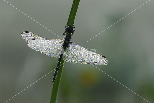 Black Darter (Sympetrum danae)