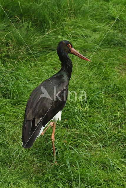Black Stork (Ciconia nigra)