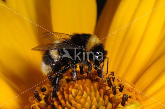 Buff-tailed bumblebee (Bombus terrestris)