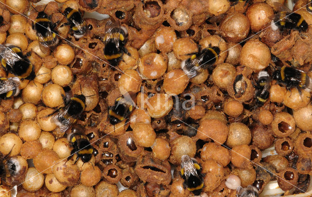 Buff-tailed bumblebee (Bombus terrestris)