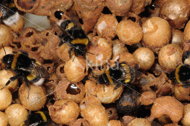 Buff-tailed bumblebee (Bombus terrestris)