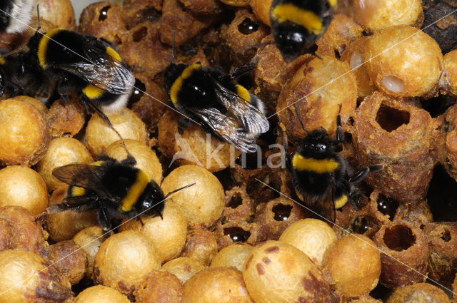 Buff-tailed bumblebee (Bombus terrestris)