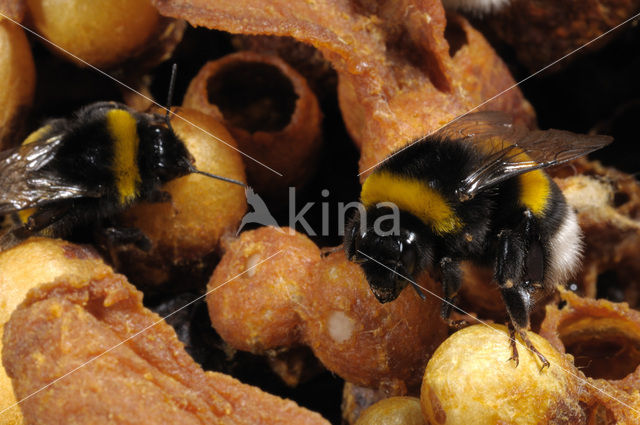 Buff-tailed bumblebee (Bombus terrestris)