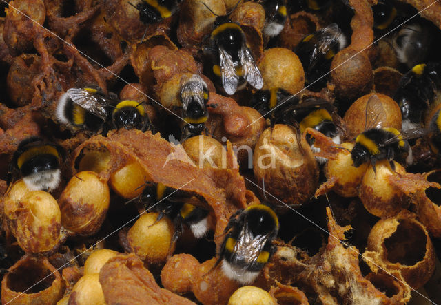 Buff-tailed bumblebee (Bombus terrestris)