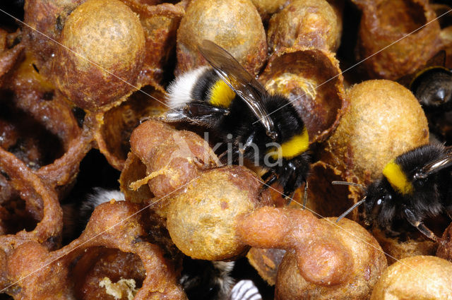 Buff-tailed bumblebee (Bombus terrestris)