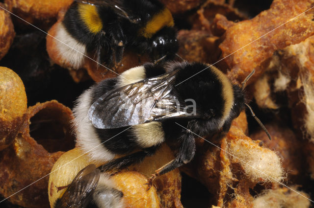 Buff-tailed bumblebee (Bombus terrestris)