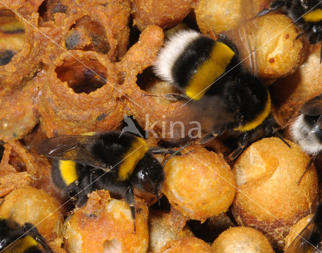 Aardhommel (Bombus terrestris)