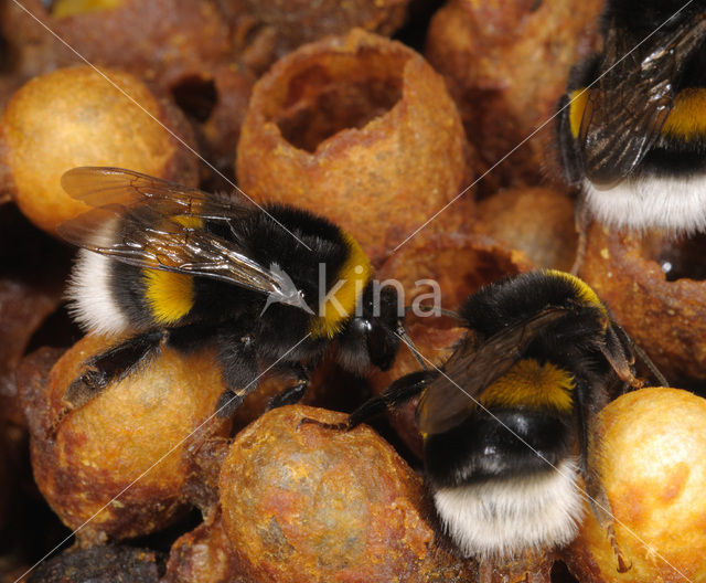 Buff-tailed bumblebee (Bombus terrestris)