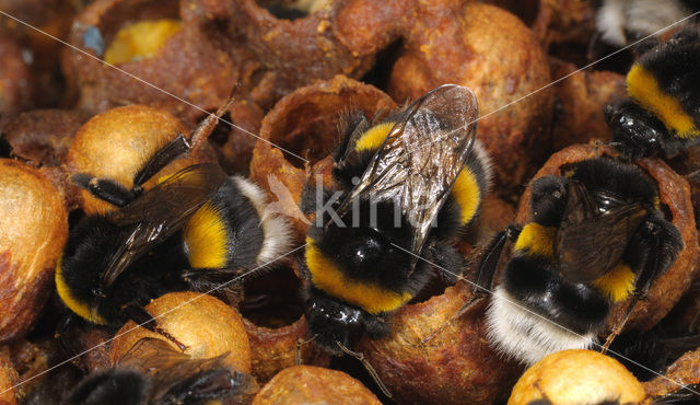 Aardhommel (Bombus terrestris)