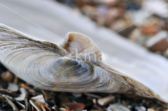 Blunt Gaper (Mya truncata)