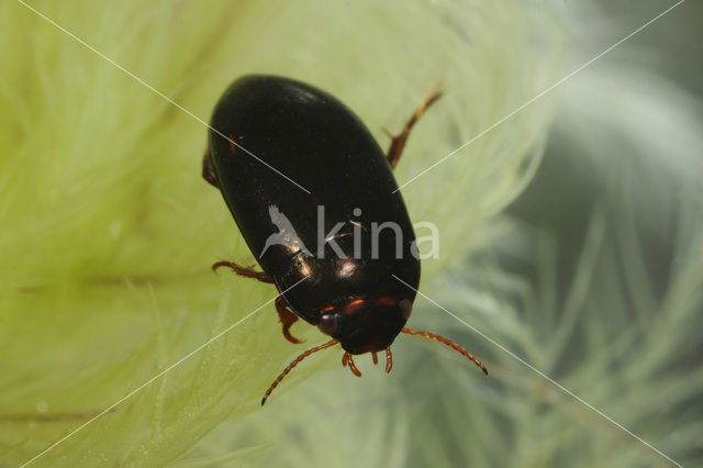 Agabus affinis