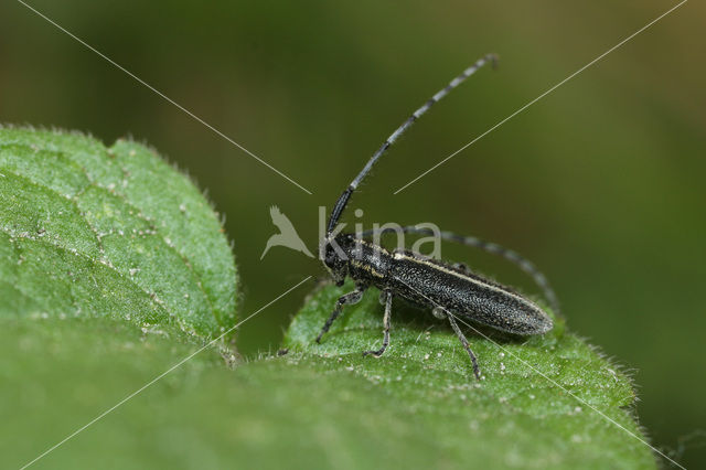 Agapanthia cardui