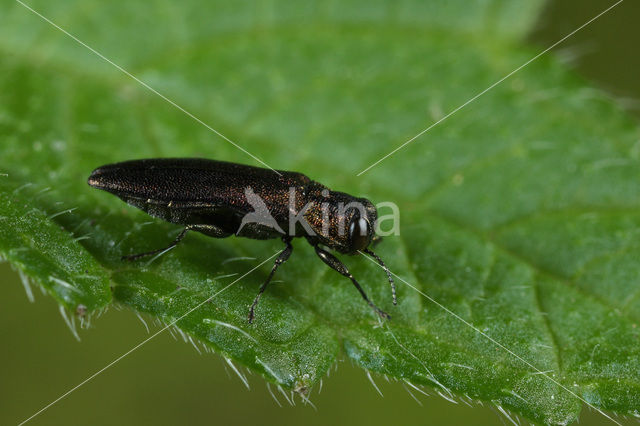 Agrilus angustulus