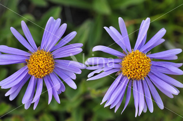 Alpine Aster (Aster alpinus)