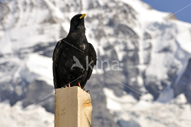 Alpenkauw (Pyrrhocorax graculus)