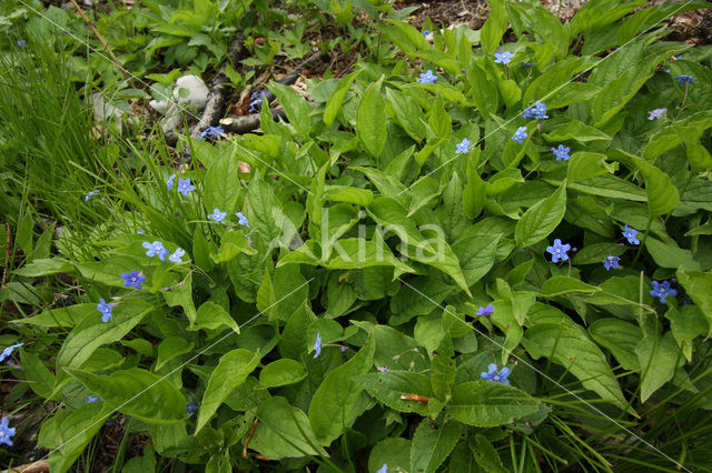 Amerikaans vergeet-mij-nietje (Omphalodes verna)