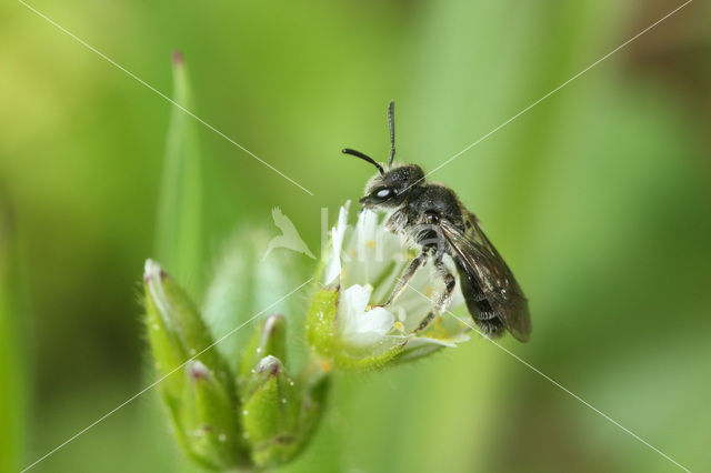 Andrena simontornyella