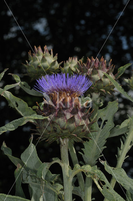 Artisjok (Cynara scolymus)