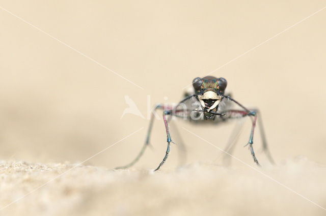 Tiger Beetle (Cicindela hybrida)